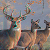 3D deer scene